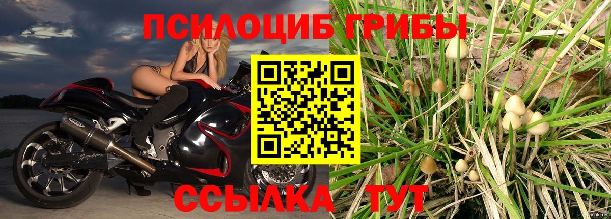 Галлюциногенные грибы мицелий  Вход с VPN  Краснокамск  Галлюциногенные грибы Psilocybe 